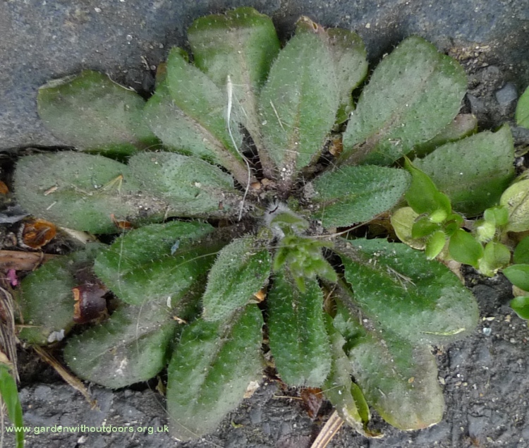 thale cress inital basal rosette Arabidopsis thaliana