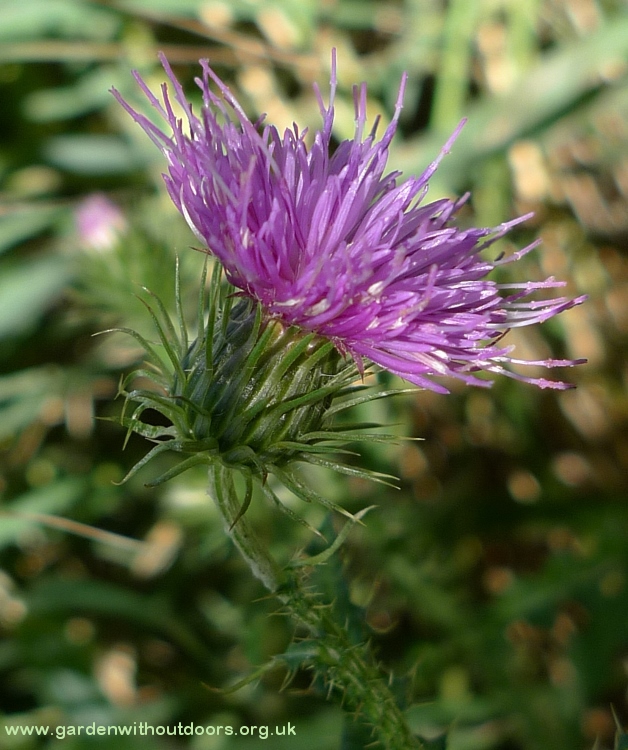 thistle flower close-up