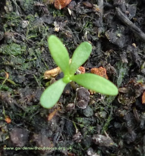 tiny seedlings