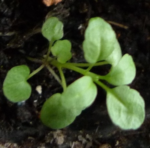 viola and hyssop seedlings