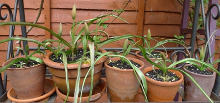 tulips in bud in terracotta pots