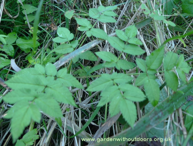 wild angelica leaves