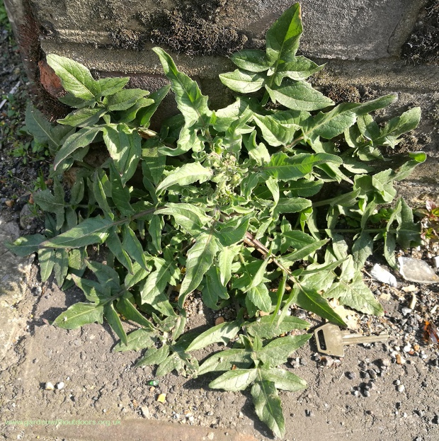 unknown weed