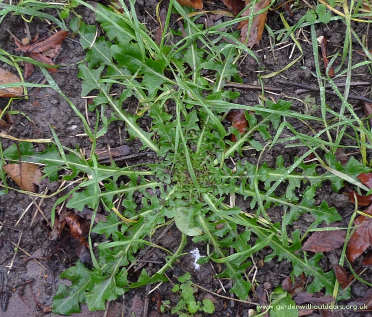 weed rosette