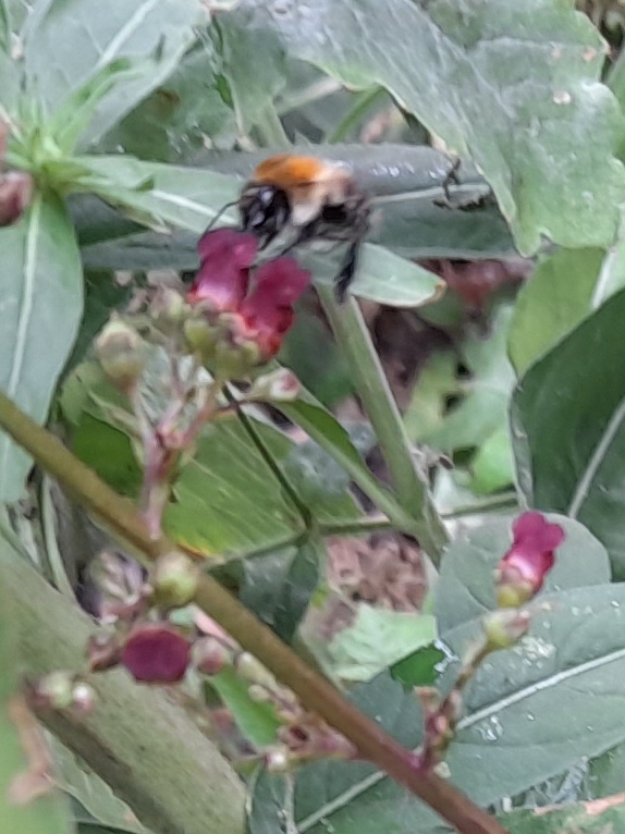 water figwort with bee