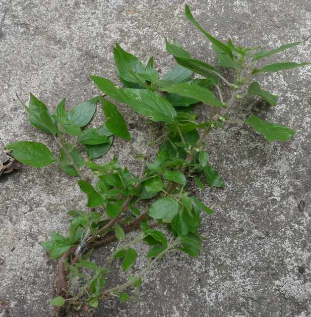 pellitory-of-the-wall