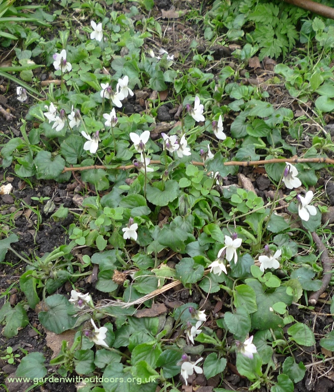white violets
