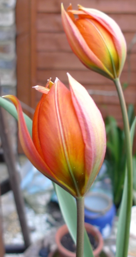 whittallii tulips