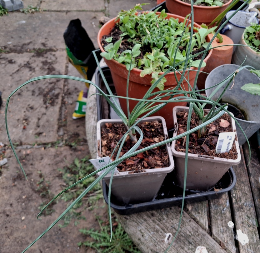 yellow asphodel asphodeline lutea 