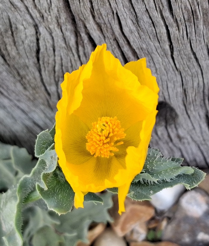 yellow horned poppy