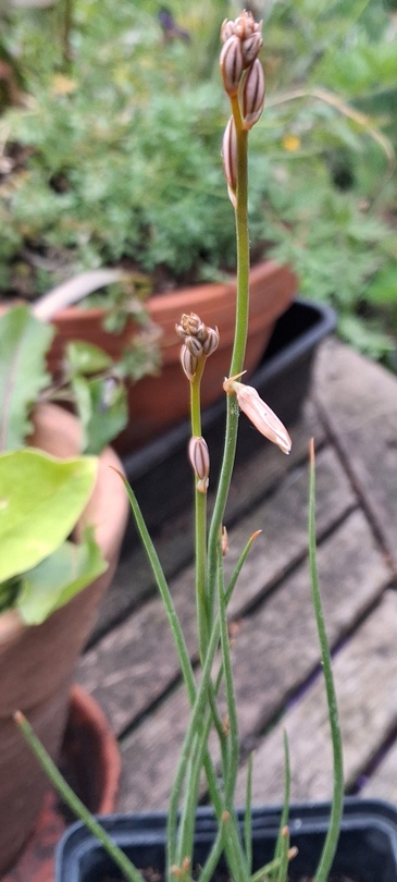 onionweed Asphodelus fistulosus)