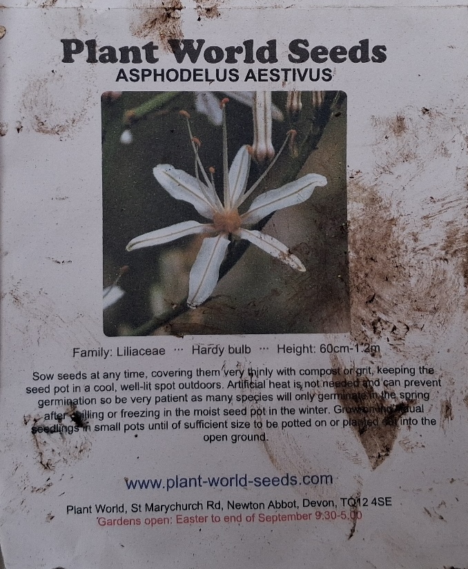 Asphodelus aestivus seed packet