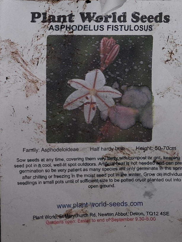 asphodelus fistulosus
