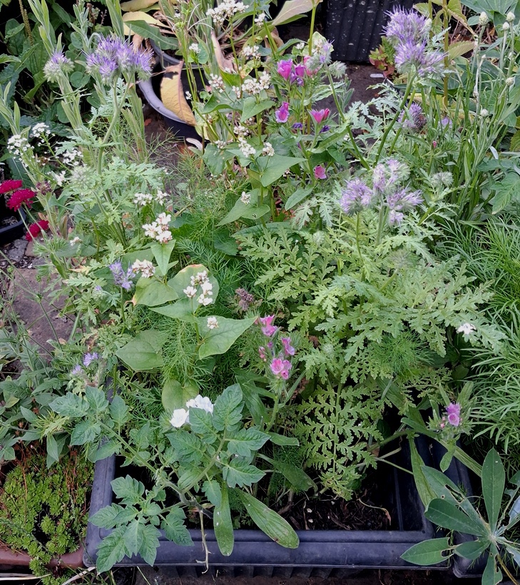 beneficial insects wildflowers tin sainsburys