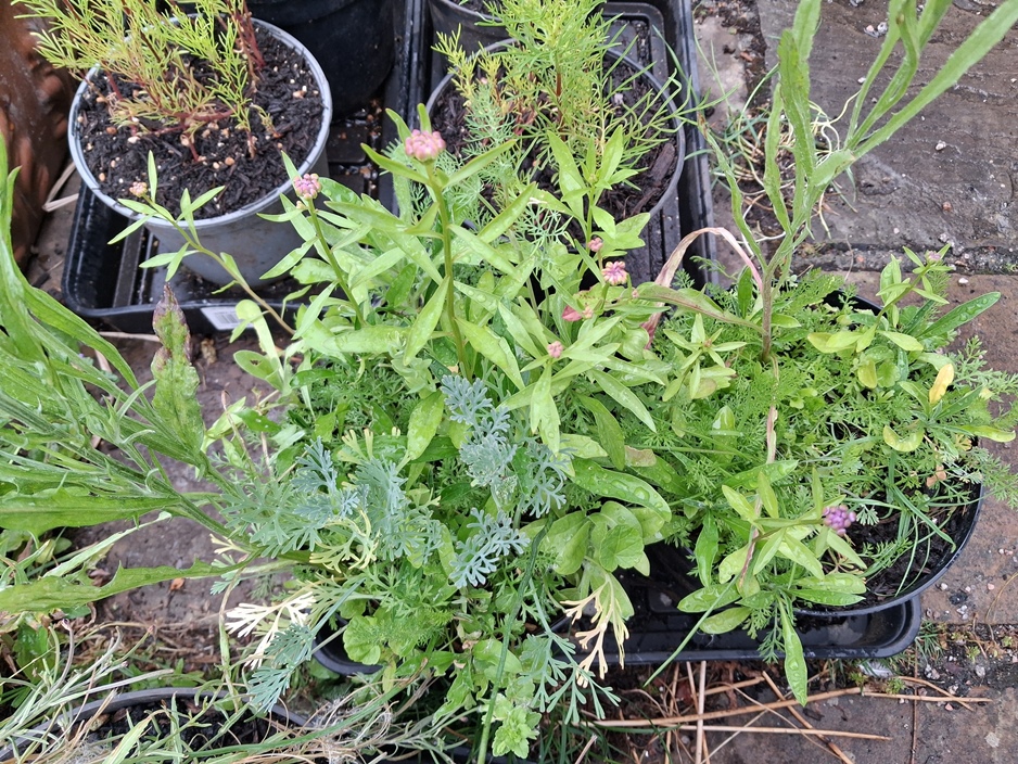 unwins biodiversity mix seedlings
