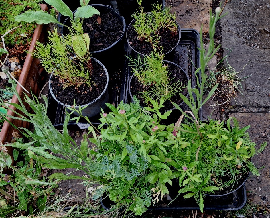 unwins Biodiversity Mix seedlings