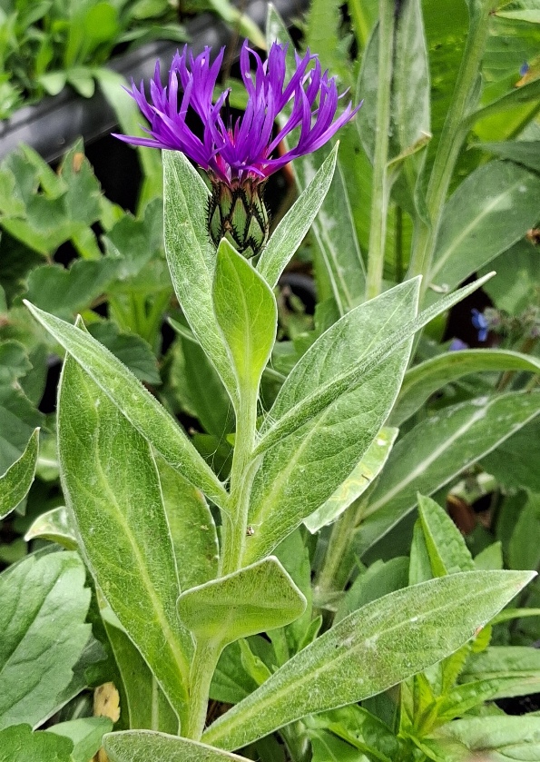 centaurea montana