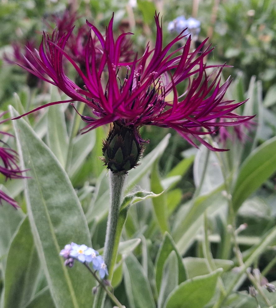 centaurea montana amethyst