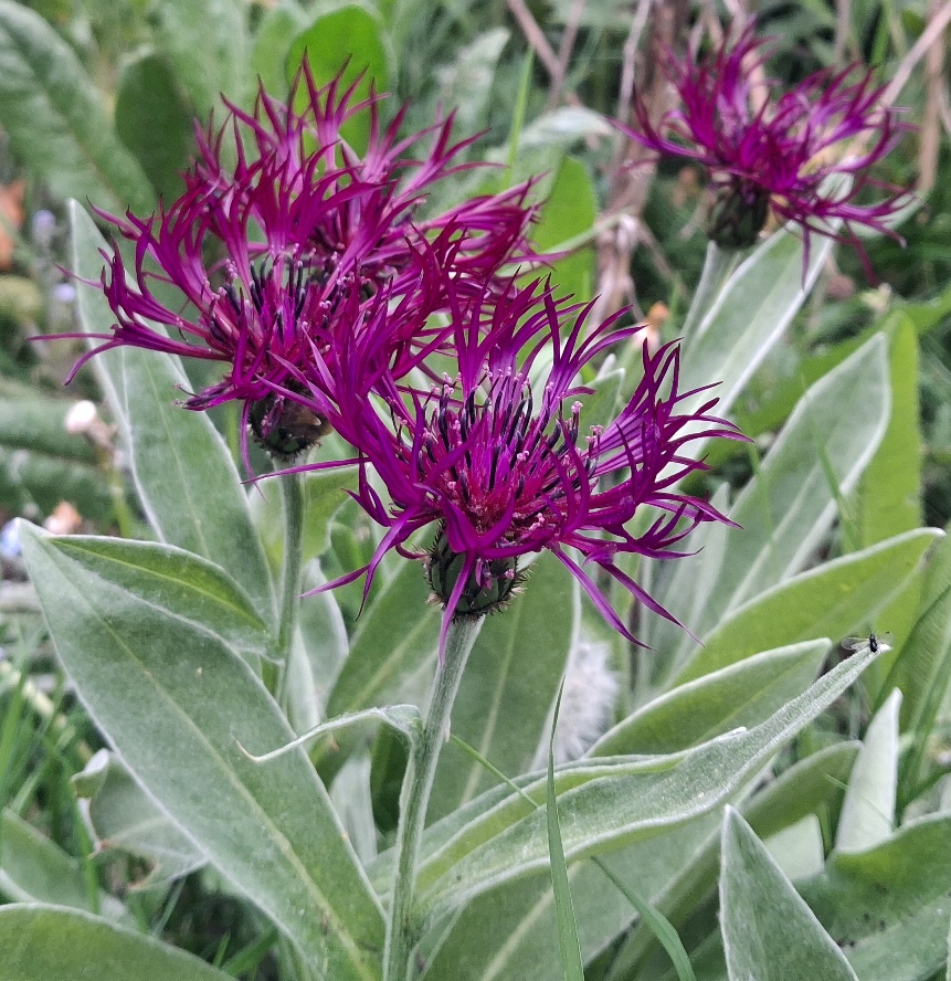 centaurea montana amethyst