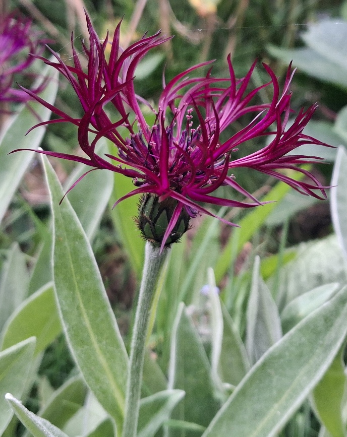 centaurea montana amethysyt