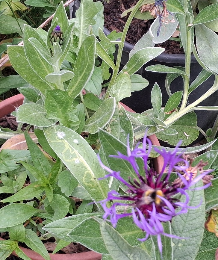 centaurea montana bee