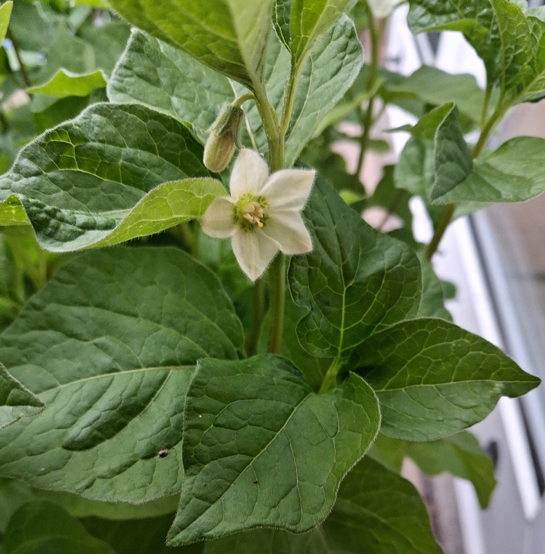 chinese lantern flower