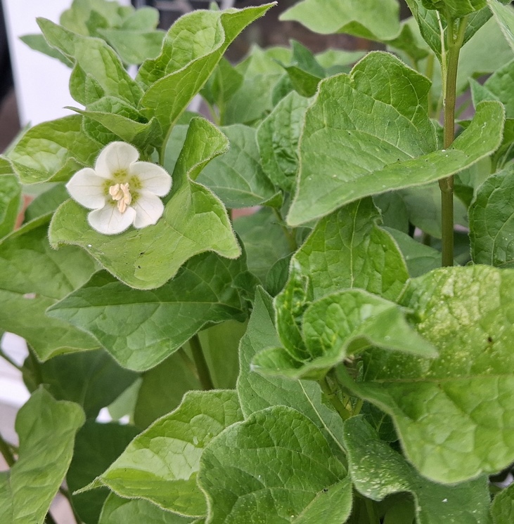 chinese lantern flower