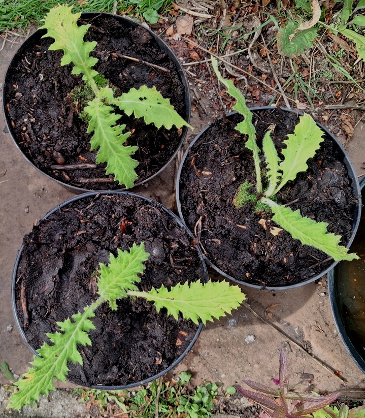 cirsium botryodes