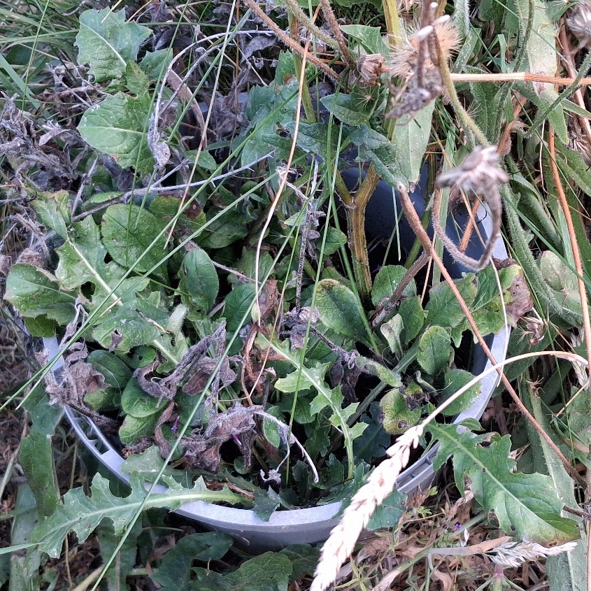 cirsium botryodes