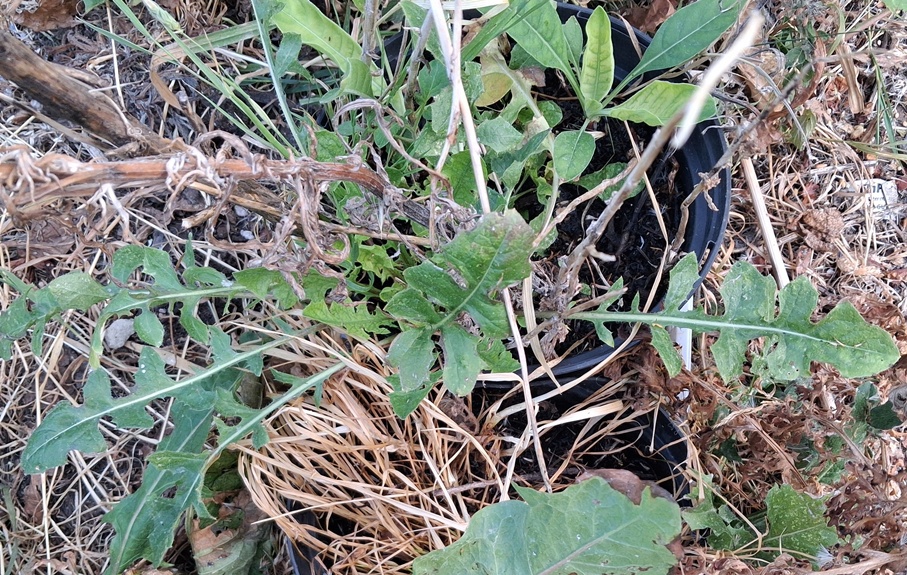 cirsium botryodes