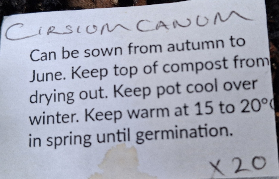 cirsium canum queen anne's thistle seed packet