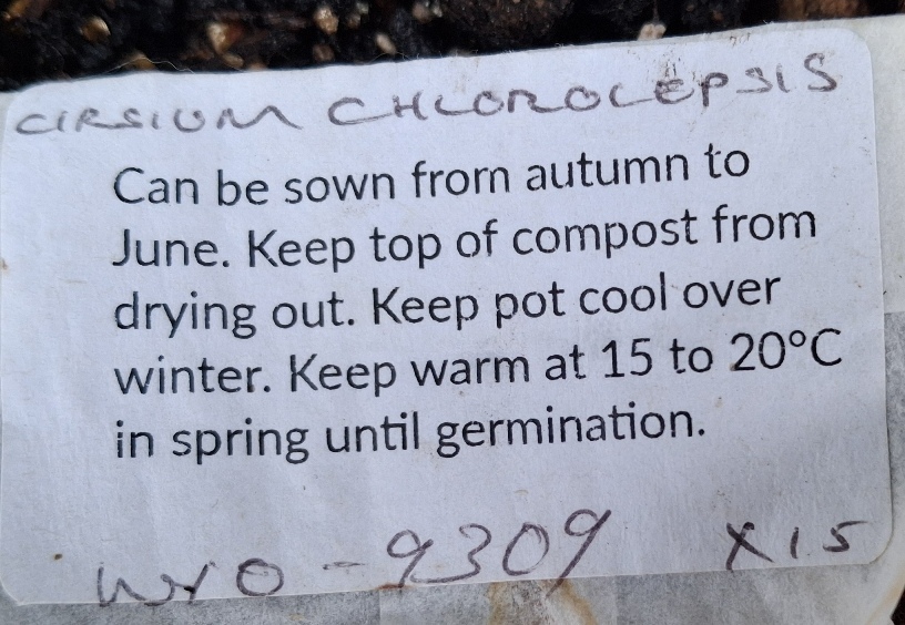 cirsium chlorolepsis