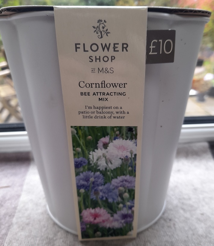 The Flower Shop at M&S Cornflower Bee Attracting Selection