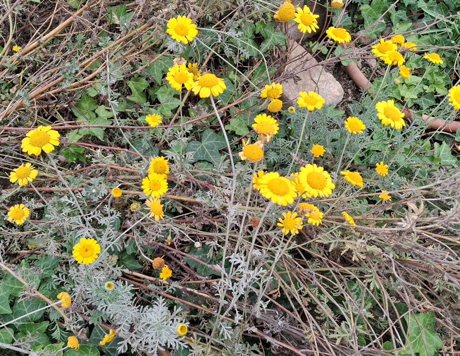 cota tinctoria yellow chamomile