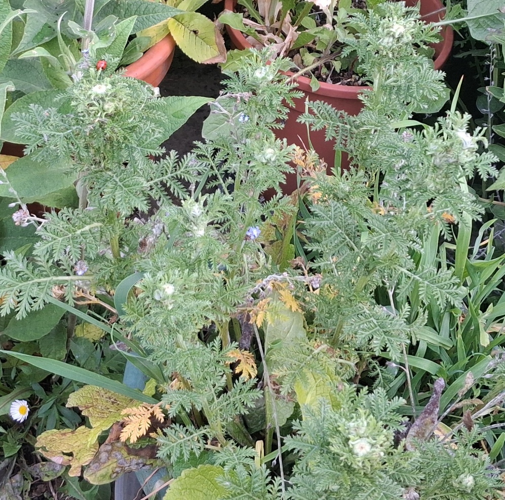 cota tinctoria ladybird
