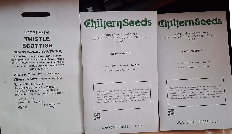 cotton thistle onopordum acanthium seed packet