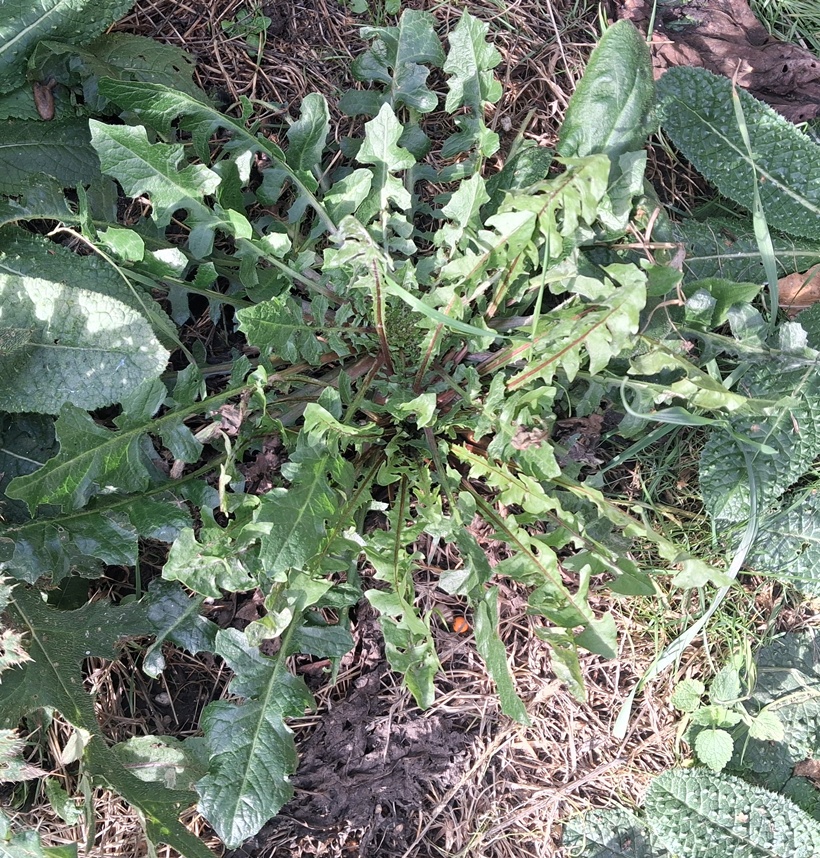 Crepis vesicaria dandelion