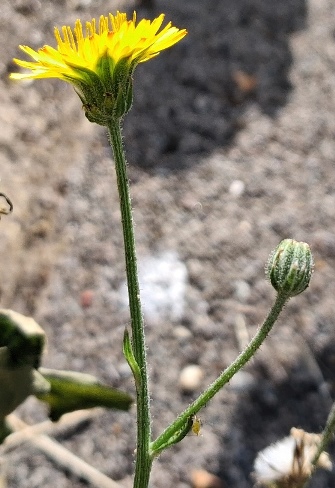 crepis capillaris smooth hawksbeard
