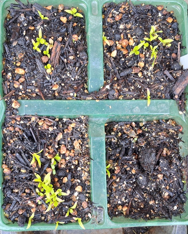 crepis rubra seedlings