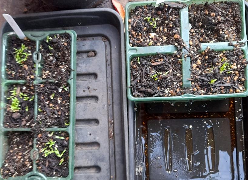 crepis rubra seedlings