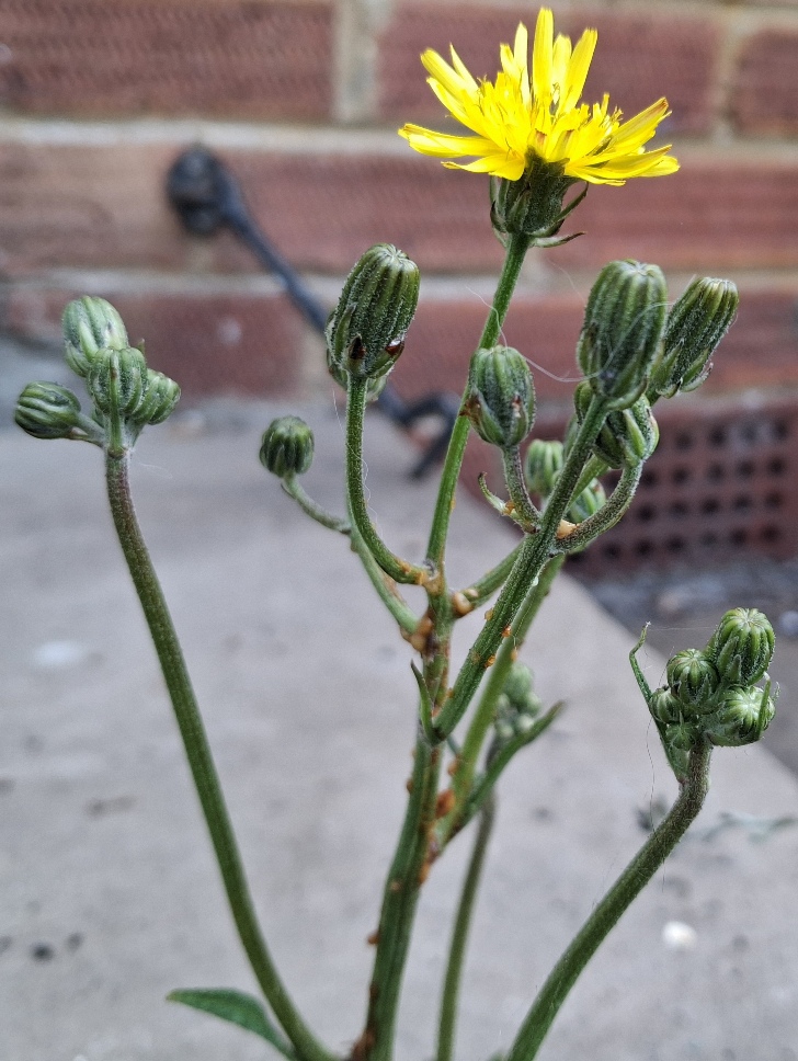crepis vesicaria