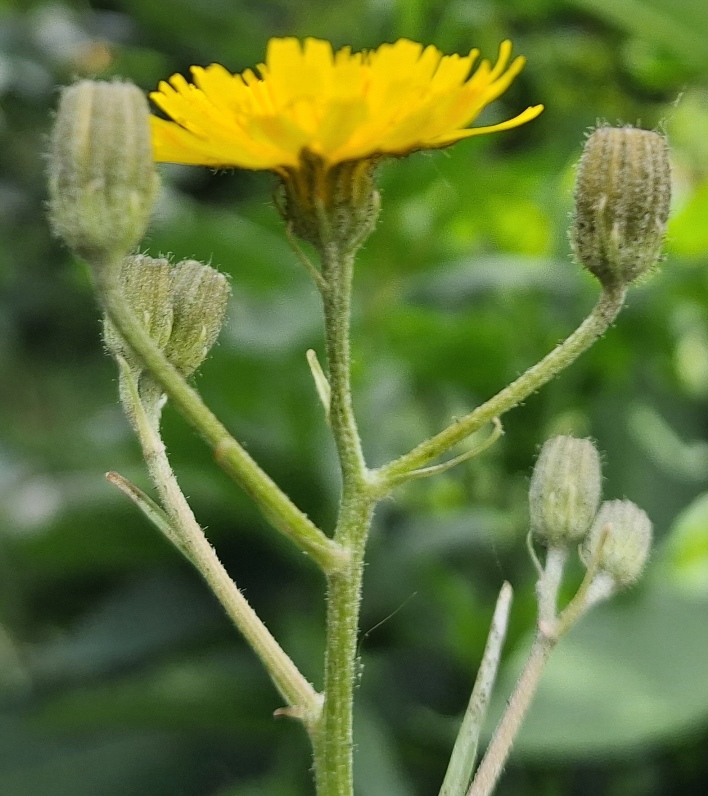 crepis vesicaria