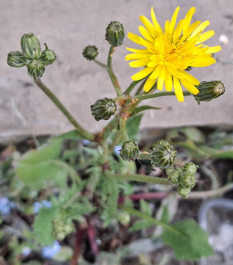 crepis vesicaria