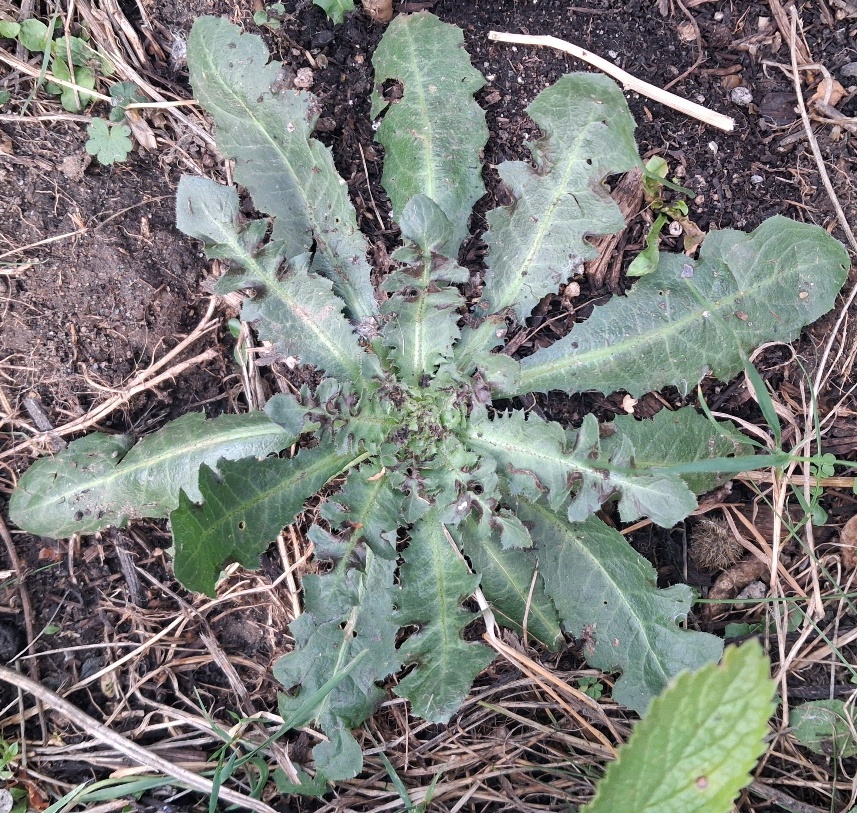 crepis vesicaria