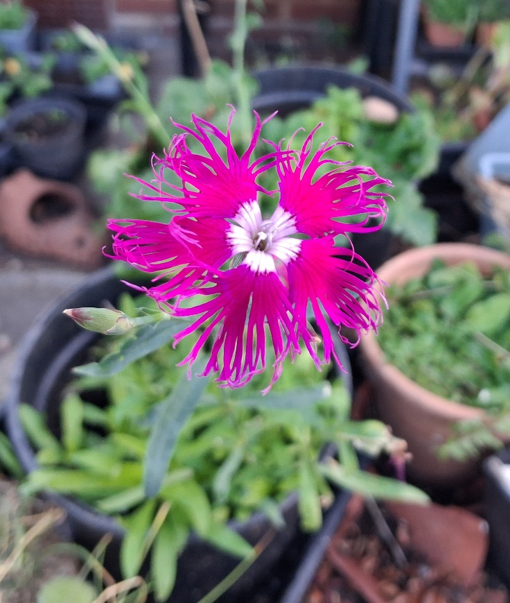 dianthus superbus var. longicalycinus