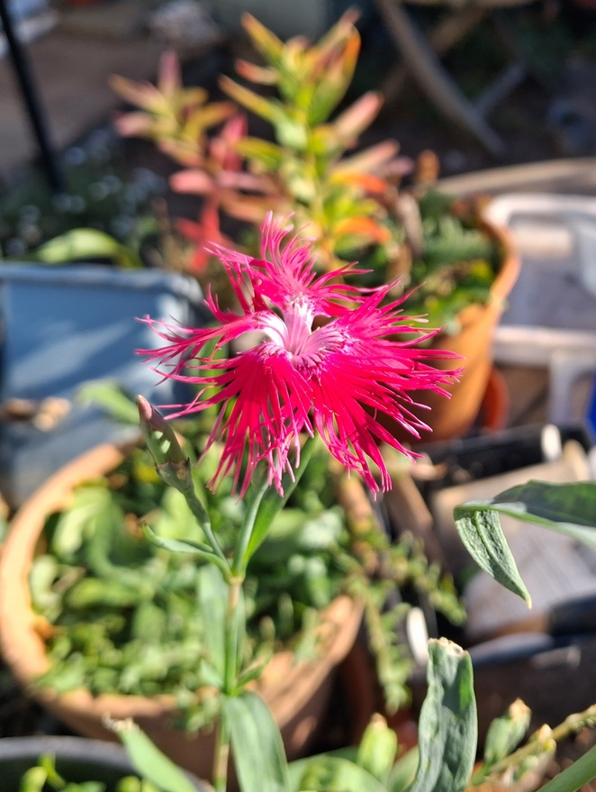 dianthus superbus var. longicalycinus
