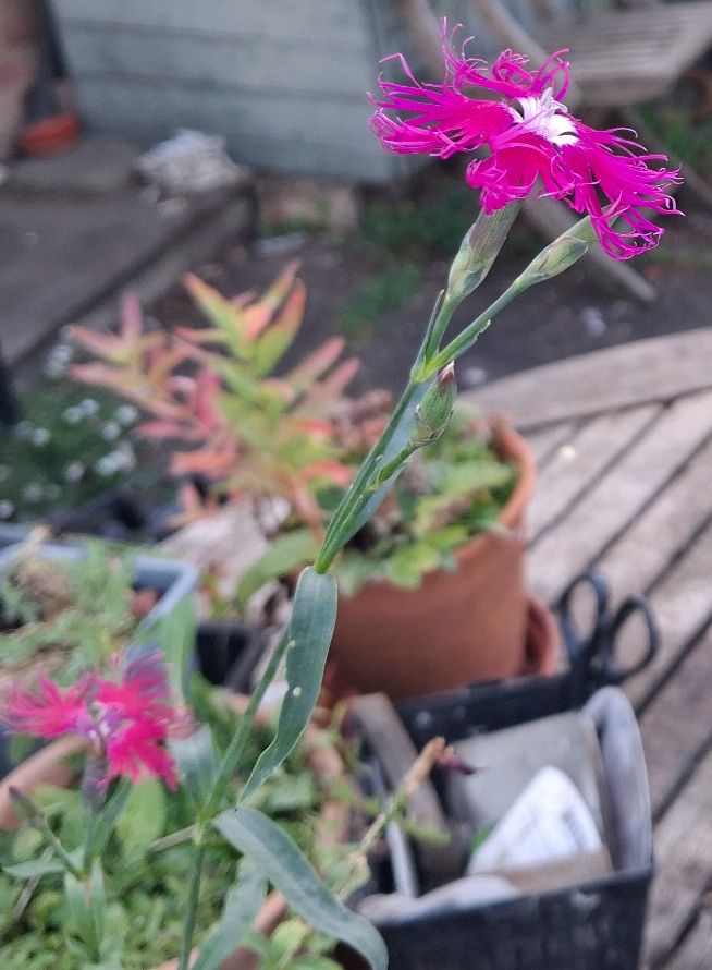 dianthus superbus var. longicalycinus
