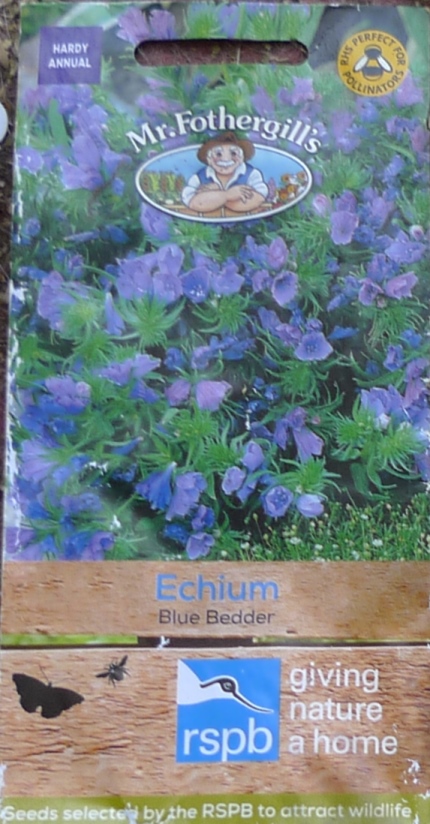 Echium Blue Bedder