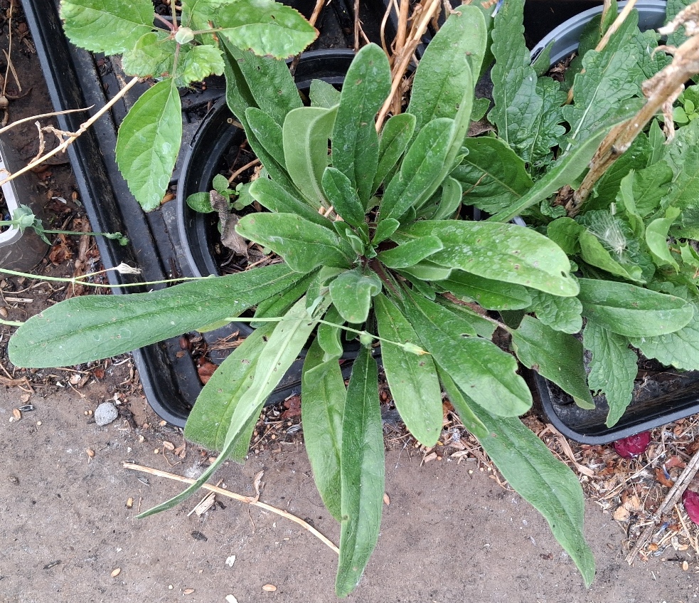 echium vulgare rosette