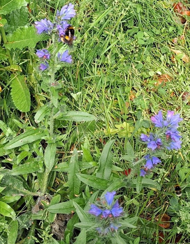 echium vulgare bee